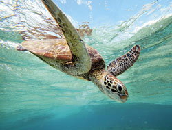 Bundaberg, Observation de la ponte des Tortues